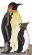 Penguins