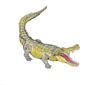 Alligators and Crocodiles