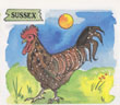Chicks and Chickens