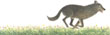 Wolves Are Back, The