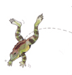 Frogs