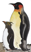 Penguins
