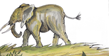 Elephants of Africa