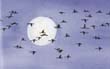 Full Moon is Rising, A
