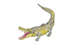 Alligators and Crocodiles