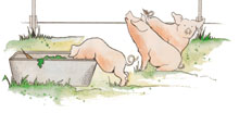 Pigs