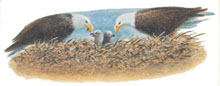 Eagles Are Back, The