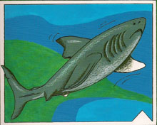Sharks