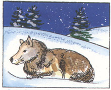 Wolves